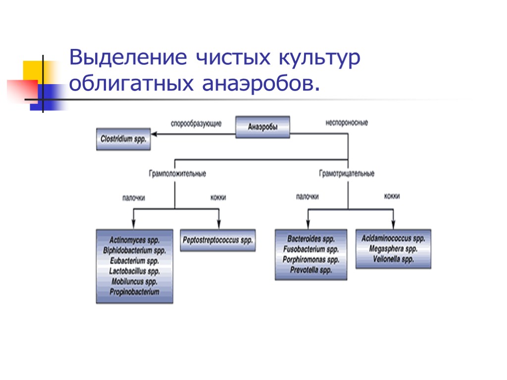 Выделение чистых культур облигатных анаэробов.